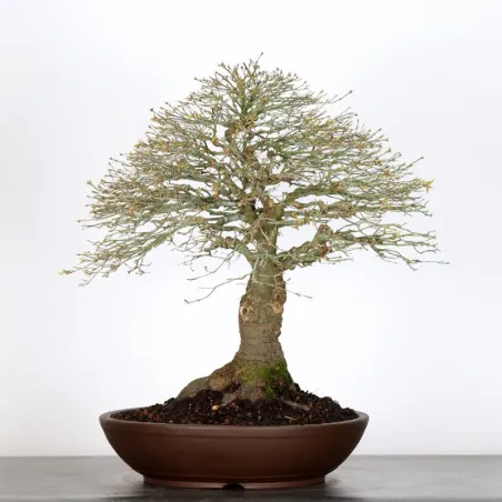 image supplémentaire - Japanese maple "ACER...