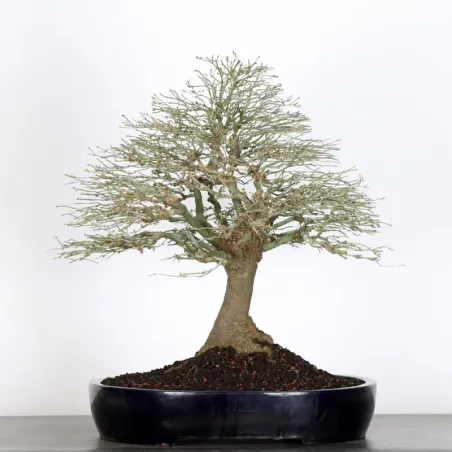 Japanese maple "ACER KIYOHIME" 5-4