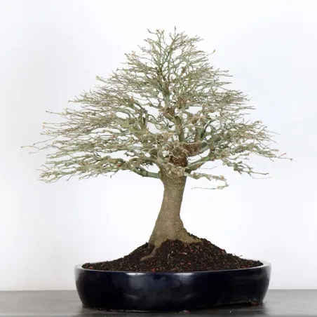 image supplémentaire - Érable japonais "ACER...