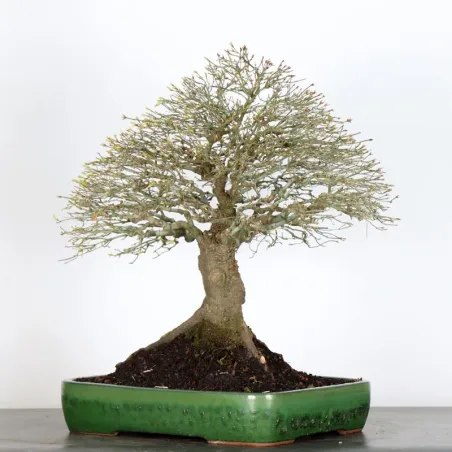 image supplémentaire - Érable japonais "ACER...