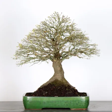 Japanese maple "ACER KIYOHIME" 5-8