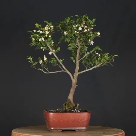 Camélia "TRANSNOKOENSIS" 6-4