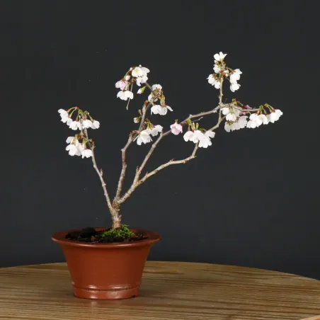 image supplémentaire - JAPANESE CHERRY TREE...