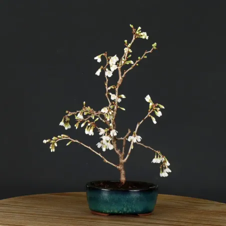 Bonsai Prunus Kojo No Mai