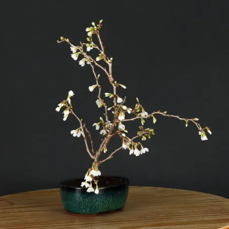 image supplémentaire - JAPANESE CHERRY TREE...