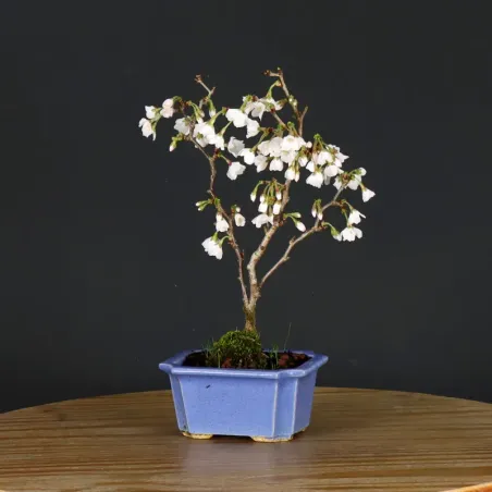 image supplémentaire - JAPANESE CHERRY TREE...