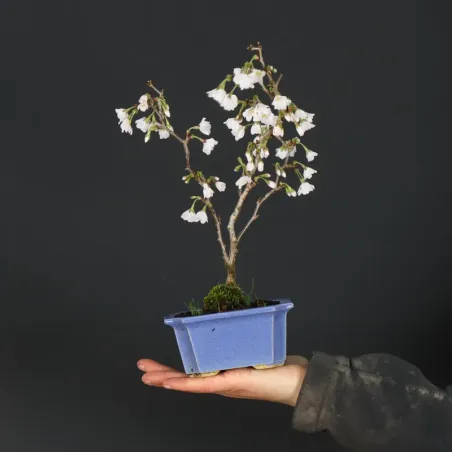 Bonsai Prunus Kojo No Mai
