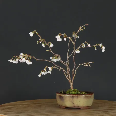 JAPANESE CHERRY TREE "PRUNUS KOJO NO MAI" 1-4