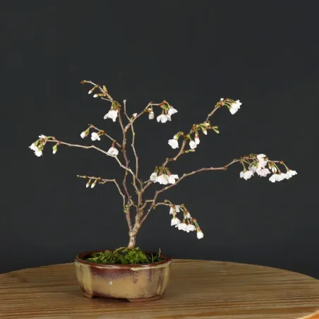 image supplémentaire - JAPANESE CHERRY TREE...