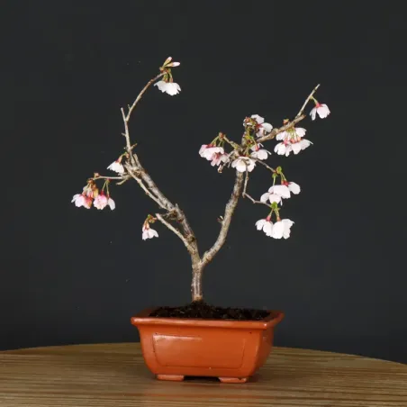 Bonsai Prunus Kojo No Mai