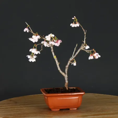 image supplémentaire - CERISIER DU JAPON "PRUNUS...