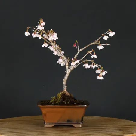 CERISIER DU JAPON "PRUNUS KOJO NO MAI" 1-8