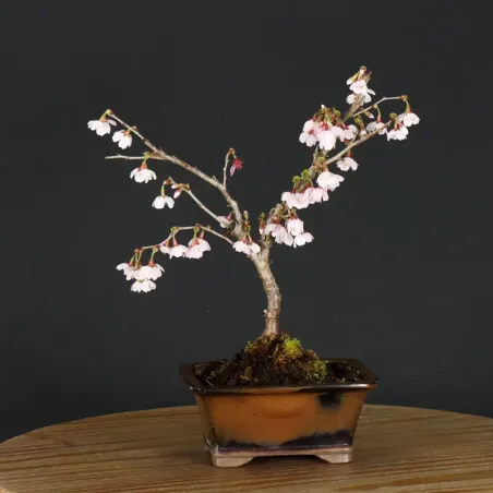 image supplémentaire - CERISIER DU JAPON "PRUNUS...