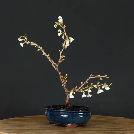 image supplémentaire - CERISIER DU JAPON "PRUNUS...