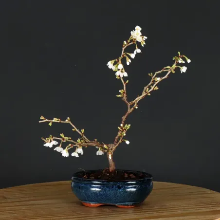 CERISIER DU JAPON "PRUNUS KOJO NO MAI" 1-9