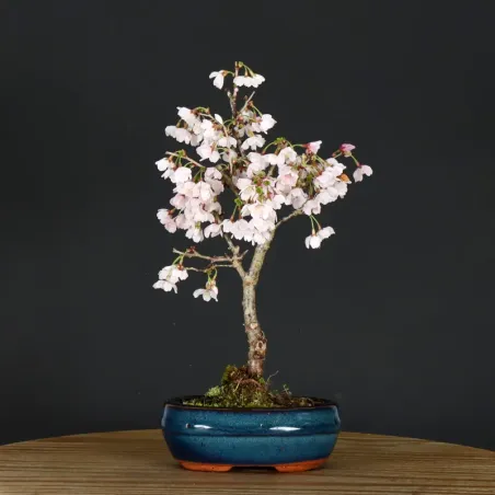 JAPANESE CHERRY TREE "PRUNUS KOJO NO MAI" 1-10
