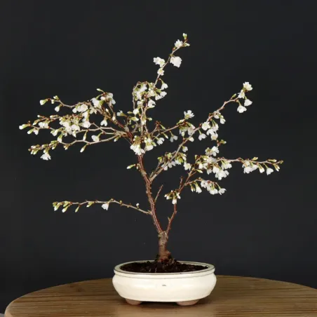 JAPANESE CHERRY TREE "PRUNUS KOJO NO MAI" 1-11