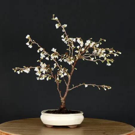 image supplémentaire - JAPANESE CHERRY TREE...