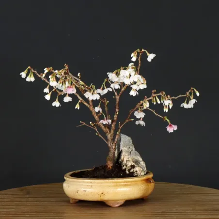 image supplémentaire - JAPANESE CHERRY TREE...