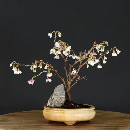 CERISIER DU JAPON "PRUNUS KOJO NO MAI" 1-12