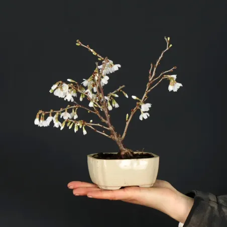 JAPANESE CHERRY TREE "PRUNUS KOJO NO MAI" 1-13