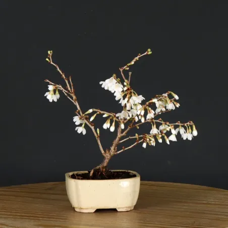 image supplémentaire - JAPANESE CHERRY TREE...