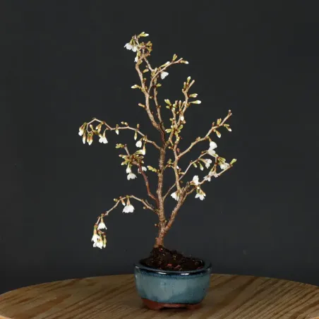 CERISIER DU JAPON "PRUNUS KOJO NO MAI" 1-14