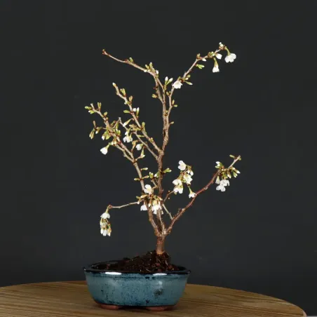 image supplémentaire - CERISIER DU JAPON "PRUNUS...