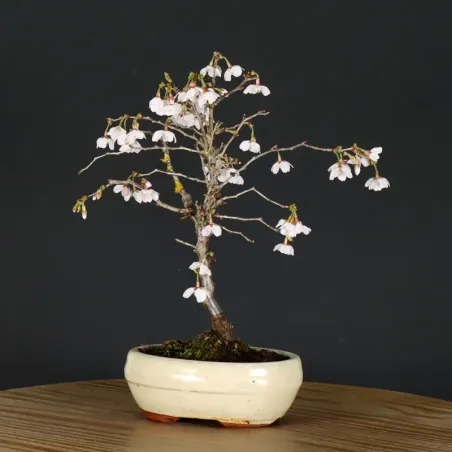 JAPANESE CHERRY TREE "PRUNUS KOJO NO MAI" 1-16