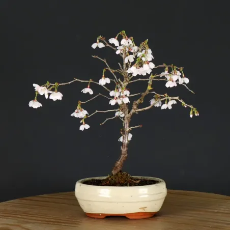 image supplémentaire - JAPANESE CHERRY TREE...