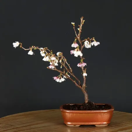 CERISIER DU JAPON "PRUNUS KOJO NO MAI" 1-19