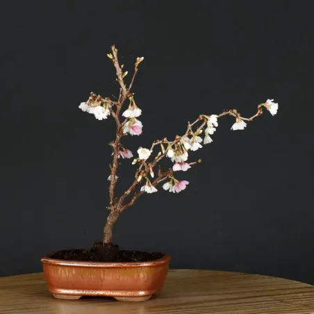 image supplémentaire - JAPANESE CHERRY TREE...