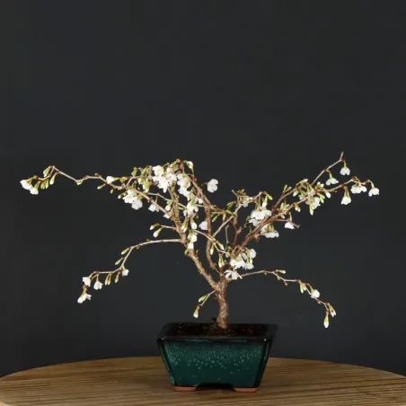 CERISIER DU JAPON "PRUNUS KOJO NO MAI" 1-20