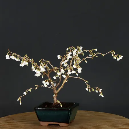 image supplémentaire - JAPANESE CHERRY TREE...