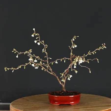 JAPANESE CHERRY TREE "PRUNUS KOJO NO MAI" 1-21