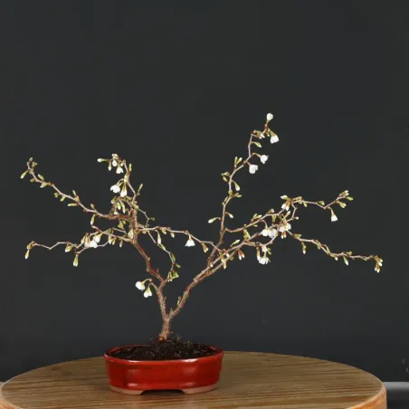 image supplémentaire - JAPANESE CHERRY TREE...