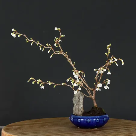 image supplémentaire - JAPANESE CHERRY TREE...