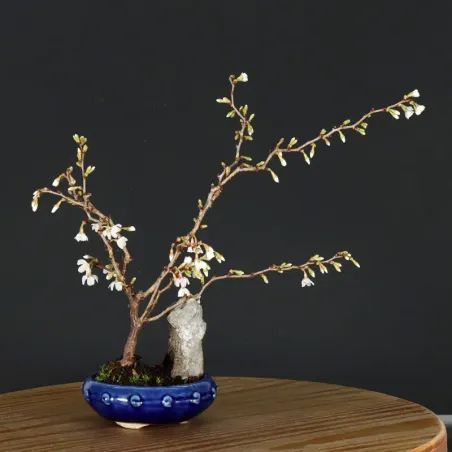 CERISIER DU JAPON "PRUNUS KOJO NO MAI" 1-22