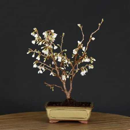 JAPANESE CHERRY TREE "PRUNUS KOJO NO MAI" 1-23