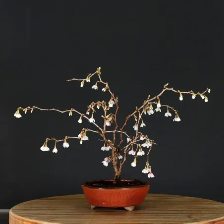 image supplémentaire - CERISIER DU JAPON "PRUNUS...