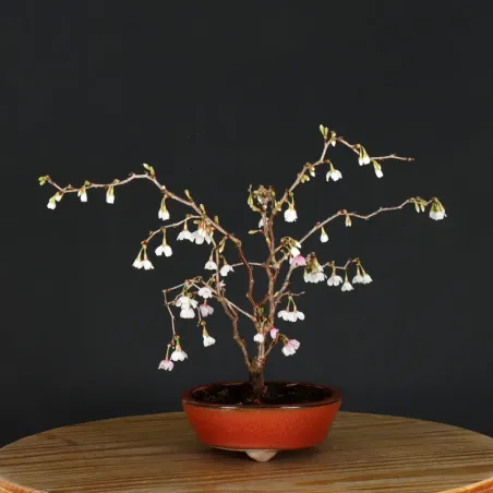 CERISIER DU JAPON "PRUNUS KOJO NO MAI" 1-25