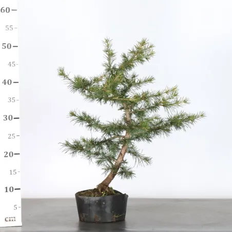 image supplémentaire - PREBONSAI cedar of Lebanon...