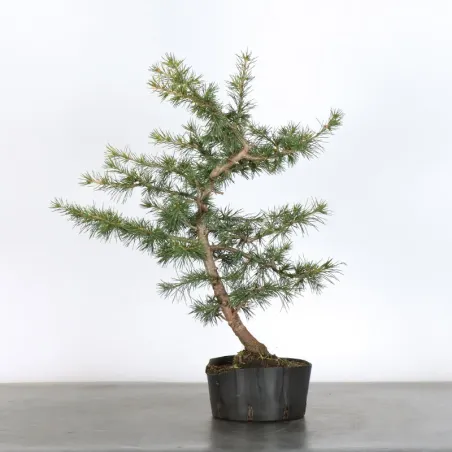 PREBONSAI cedar of Lebanon "CEDRUS LIBANI" 1-3