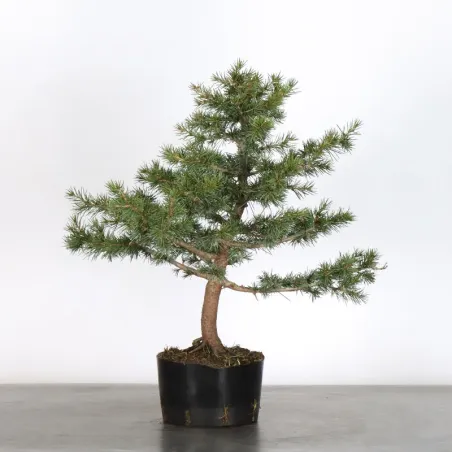 image supplémentaire - Prebonsai cedar of lebanon...