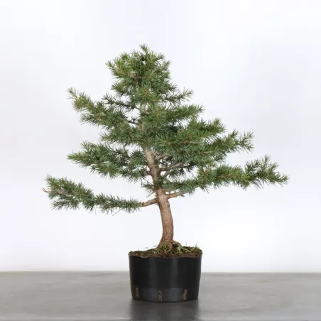 Bonsai Cèdre de l'Atlas