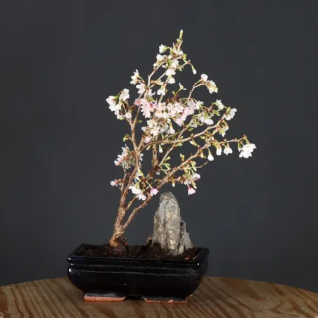 Japanese cherry tree "prunus kojo no mai" 2-1