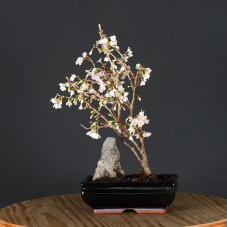 image supplémentaire - CERISIER DU JAPON "PRUNUS...