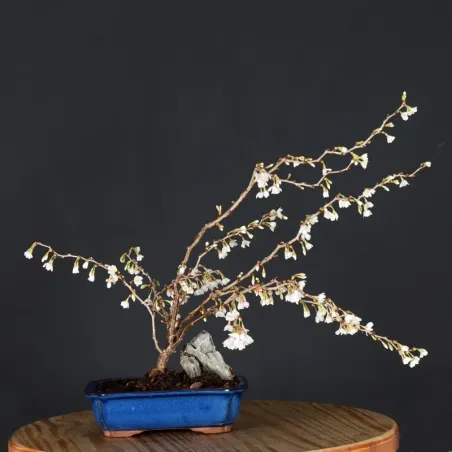 Japanese cherry tree "prunus kojo no mai" 2-2