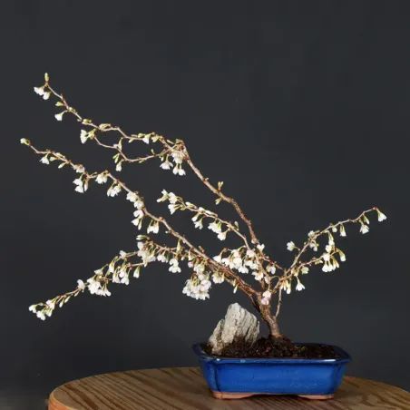 image supplémentaire - Japanese cherry tree...