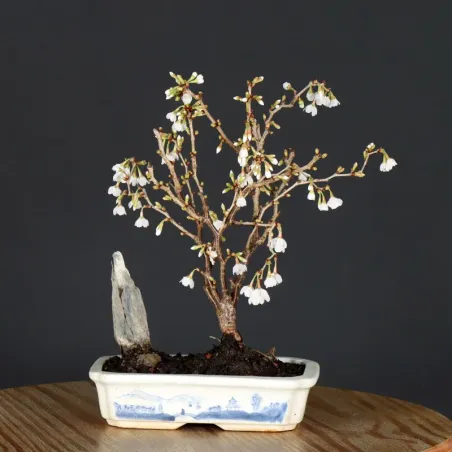 Bonsai Prunus Kojo No Mai